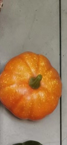 Муляж Тыква 6х9 см / G3315 /уп 240/