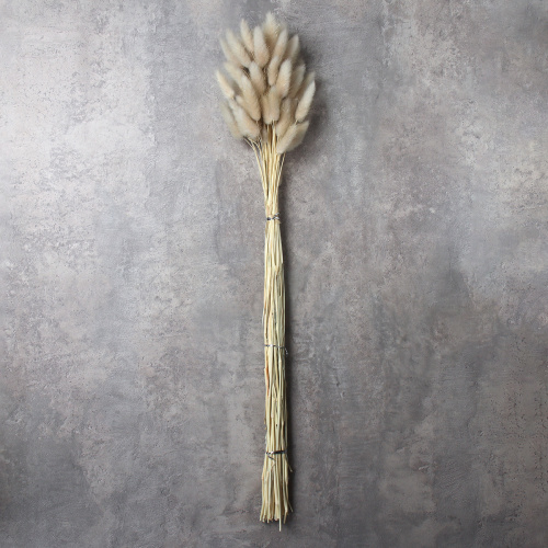 Сухоцвет 60 штук набор 68 см Лагурус / SG-010 /уп 300/бежевый