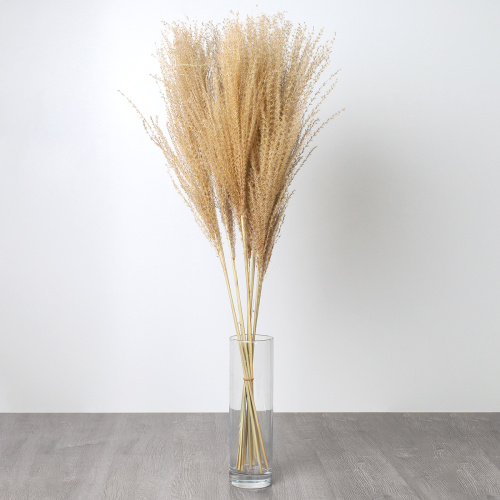 Сухоцвет 10 штук набор 75 см Мискантус / SG-013 /уп 200/натуральный