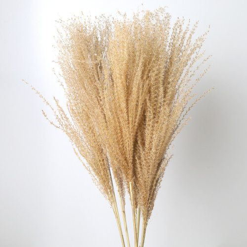 Сухоцвет 10 штук набор 75 см Мискантус / SG-013 /уп 200/натуральный