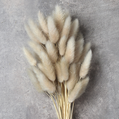 Сухоцвет 60 штук набор 68 см Лагурус / SG-010 /уп 300/бежевый